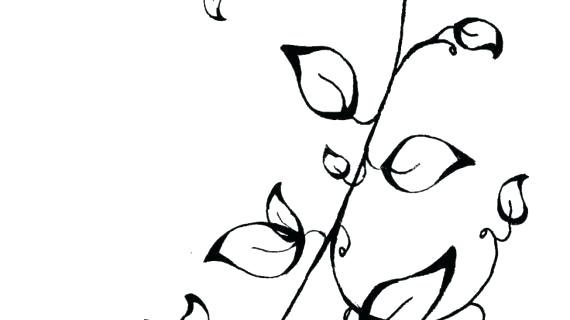 570x320 Vines Drawing