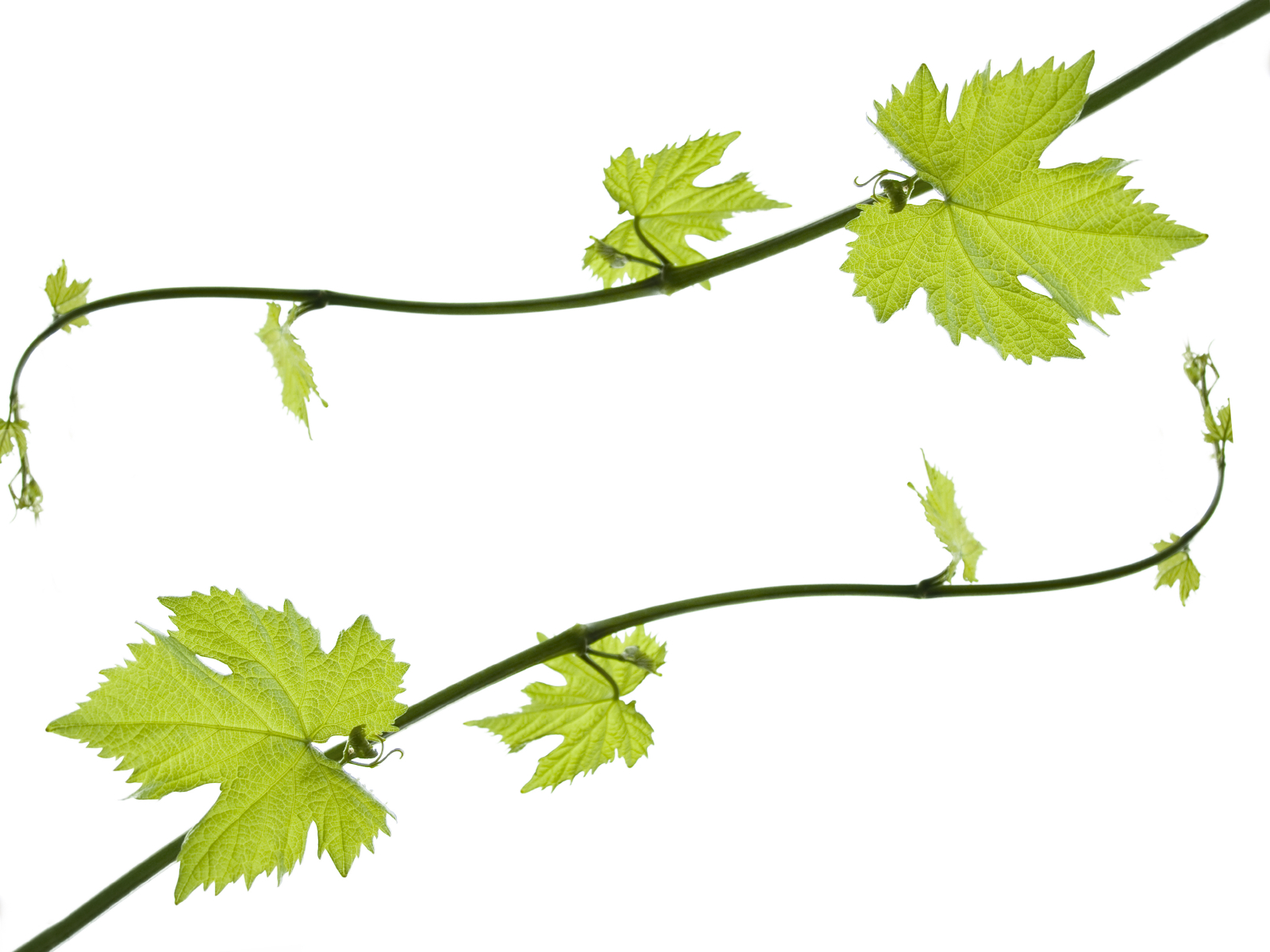 1600x1200 Grape Leaves Clip Art Vine Drawing Clipart