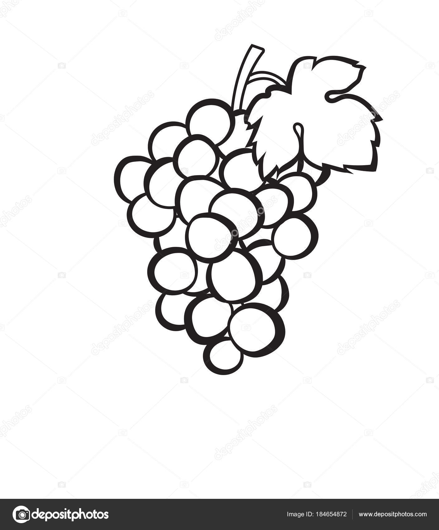 1408x1700 Grapevine Drawing Grape Vineyard For Free Download