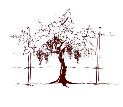 400x346 Vineyard Grape On The Trellis, Graphic Vector Illustration Buy