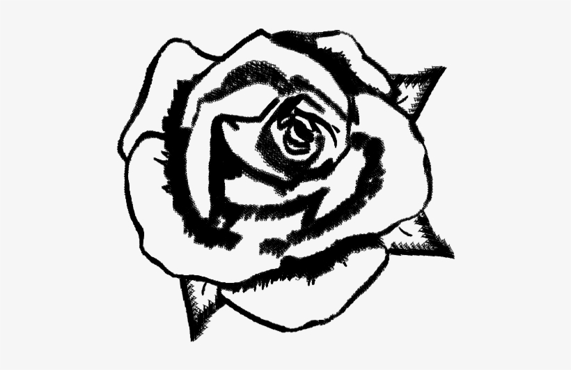 820x531 Vineyard Drawing Garden