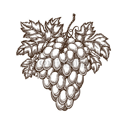 400x400 drawn branch of grapes with leaves vineyard, winery, wine sketch