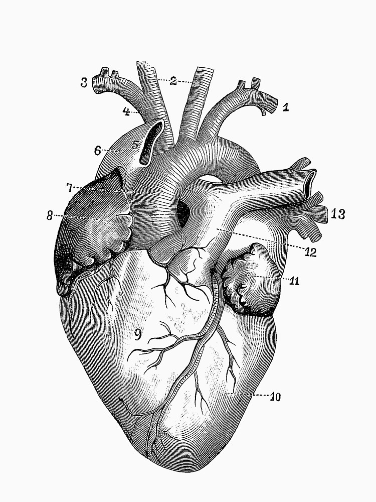 Vintage Anatomical Heart Drawing | Free download on ClipArtMag