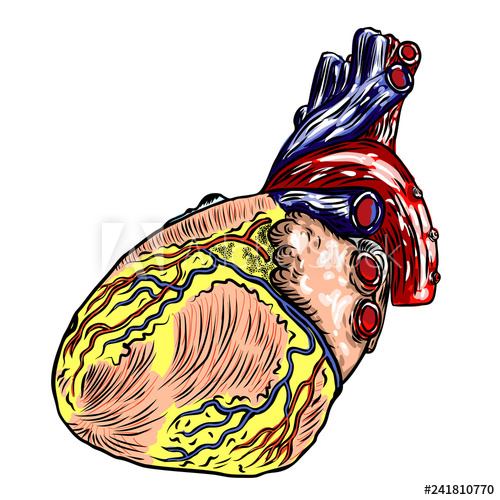 500x500 Realistic Human Heart Vintage Style Hand Drawing Cartoonish