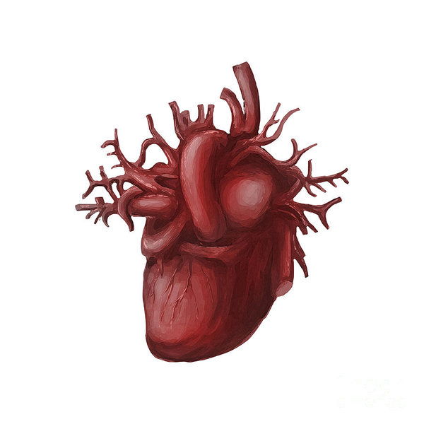 600x600 Vintage Anatomy Art Fine Art America