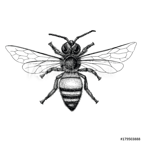 500x500 Bee Hand Drawing Vintage Style