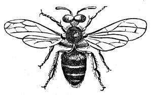 300x189 Free Vintage Bee Images