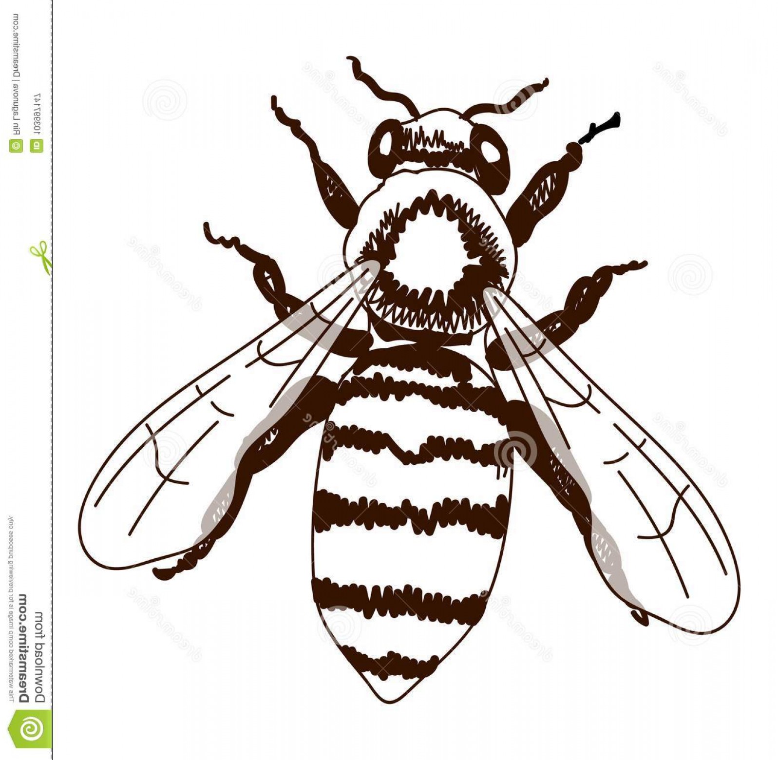 1597x1560 Hand Drawn Bee Isolated White Outline Drawing Vector Hand Drawn