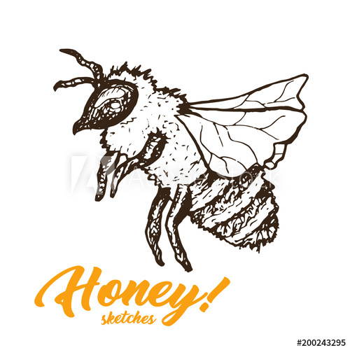 500x500 Honey Sketch Bee, Honey Hand Drawn Superfood Organic Products