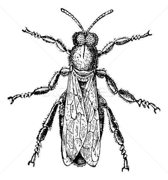 558x600 Male Bee Or Drone, Vintage Engraving Vector Illustration