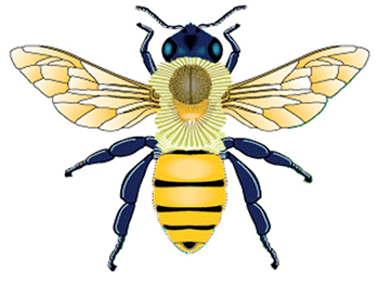 350x263 Ink Henna Bee, Bee Drawing, Bee Images