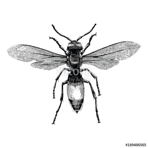 500x500 wasp hand drawing vintage engraving illustration isolate on white