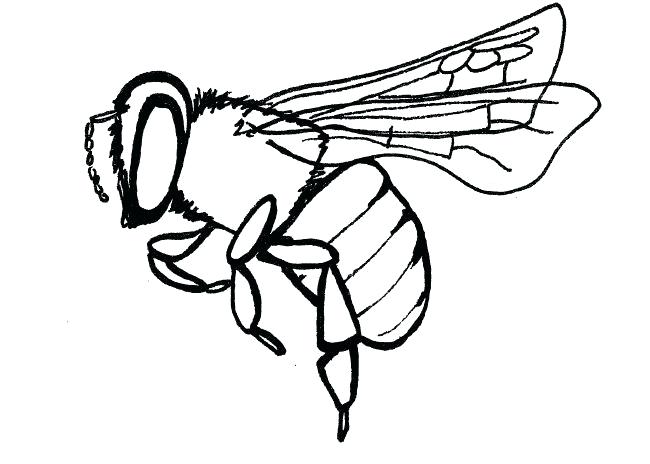 650x464 Bees Drawing