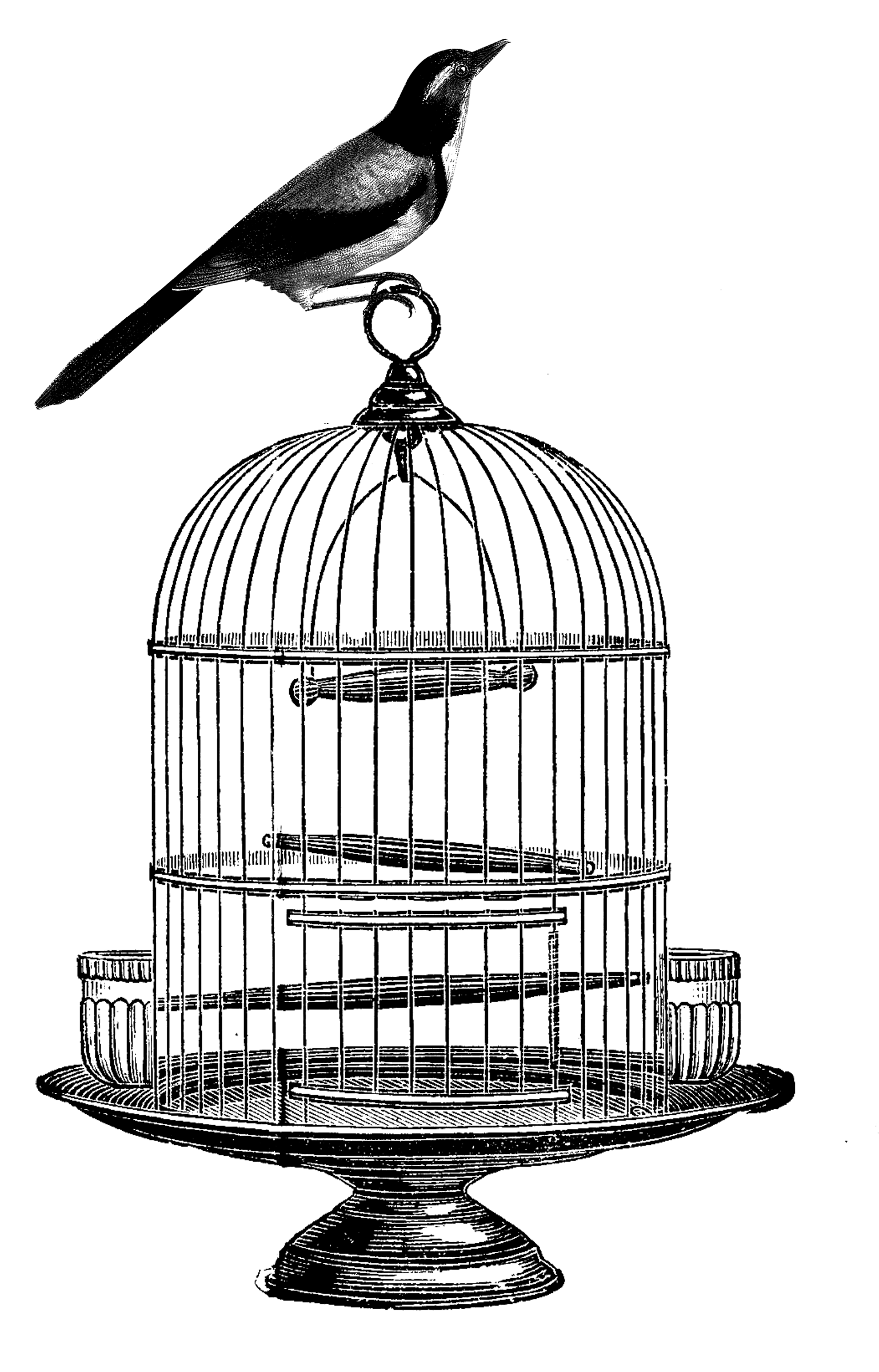 1538x2400 Cage Drawing Free Download On Unixtitan