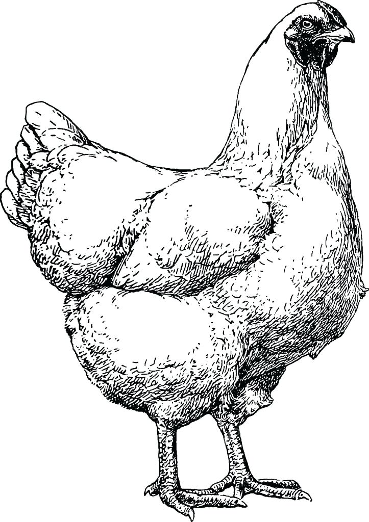 723x1024 Chicken Drawing Vintage Drawing Chicken Stock Photo Chicken