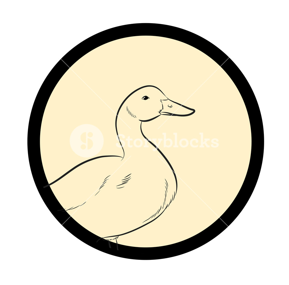 1000x985 Duck Vintage Drawing Vector Royalty Free Stock Image