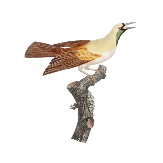 626x626 Free Download Vintage Bird Illustration