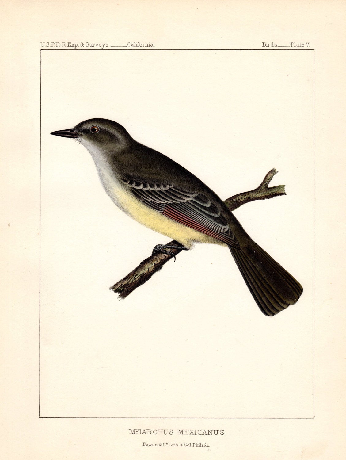 1129x1500 mexican crested flycatcher antique bird print birds of north