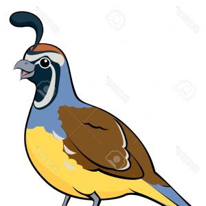 300x300 Photostock Vector Vector Illustration A Bird Quail A Series