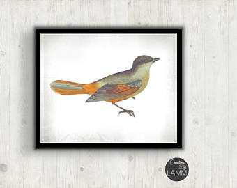 340x270 Vintage Bird Art Print From Antique Bird Etsy