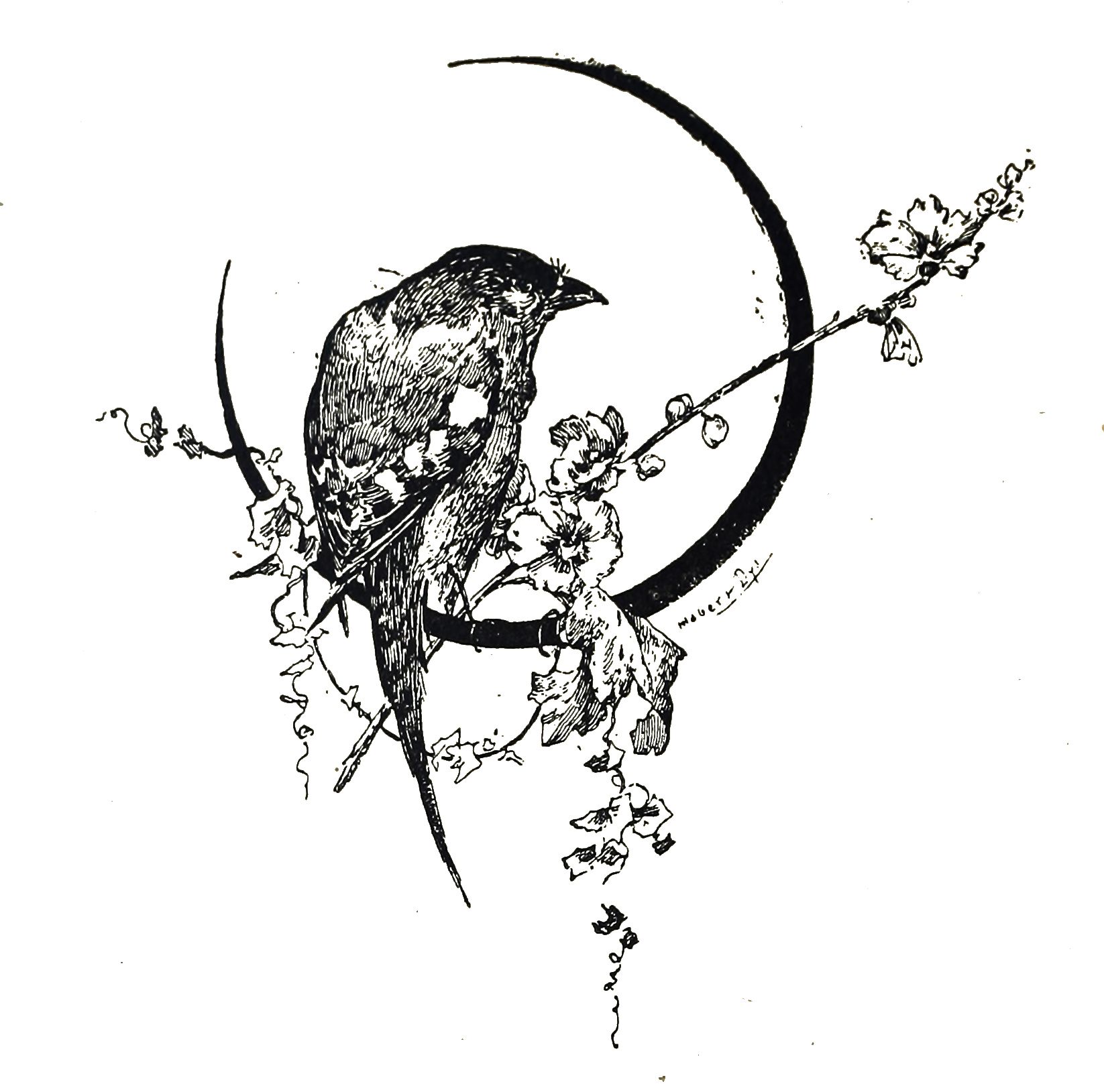 1646x1629 Vintage Bird Clip Art Illustration Cattoos