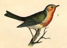 236x168 Inspiring Vintage Bird Illustration Images Vintage Bird