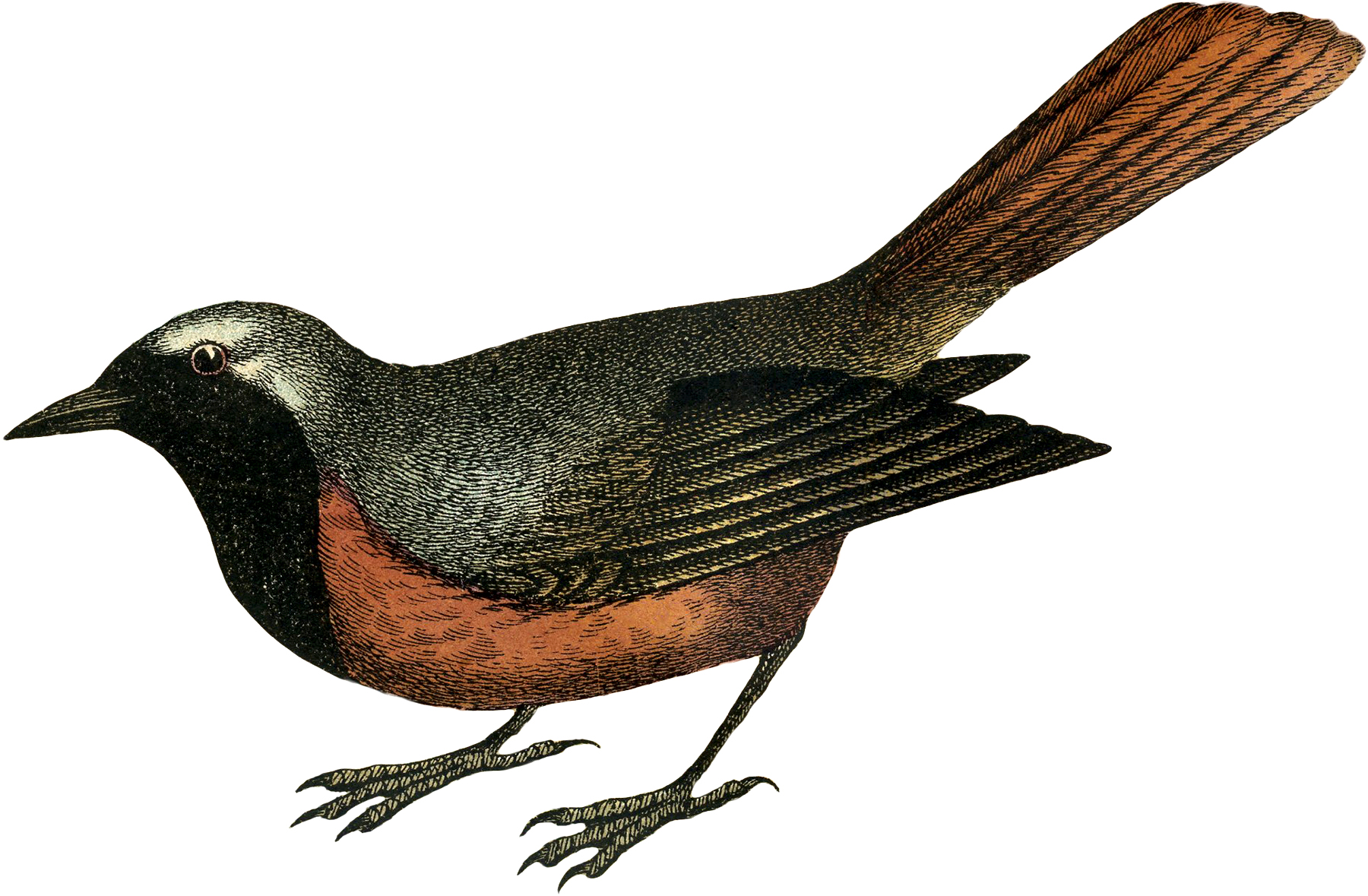 1800x1179 Vintage Bird Engraving!