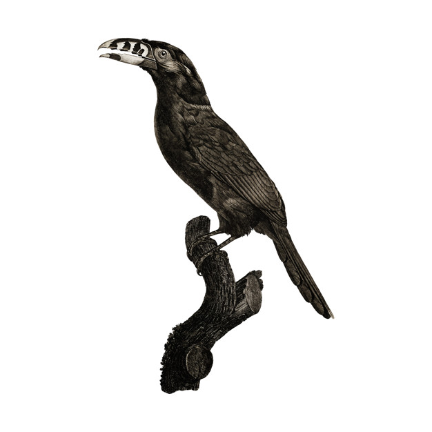 626x626 Vintage Bird Illustration Vector Free Download