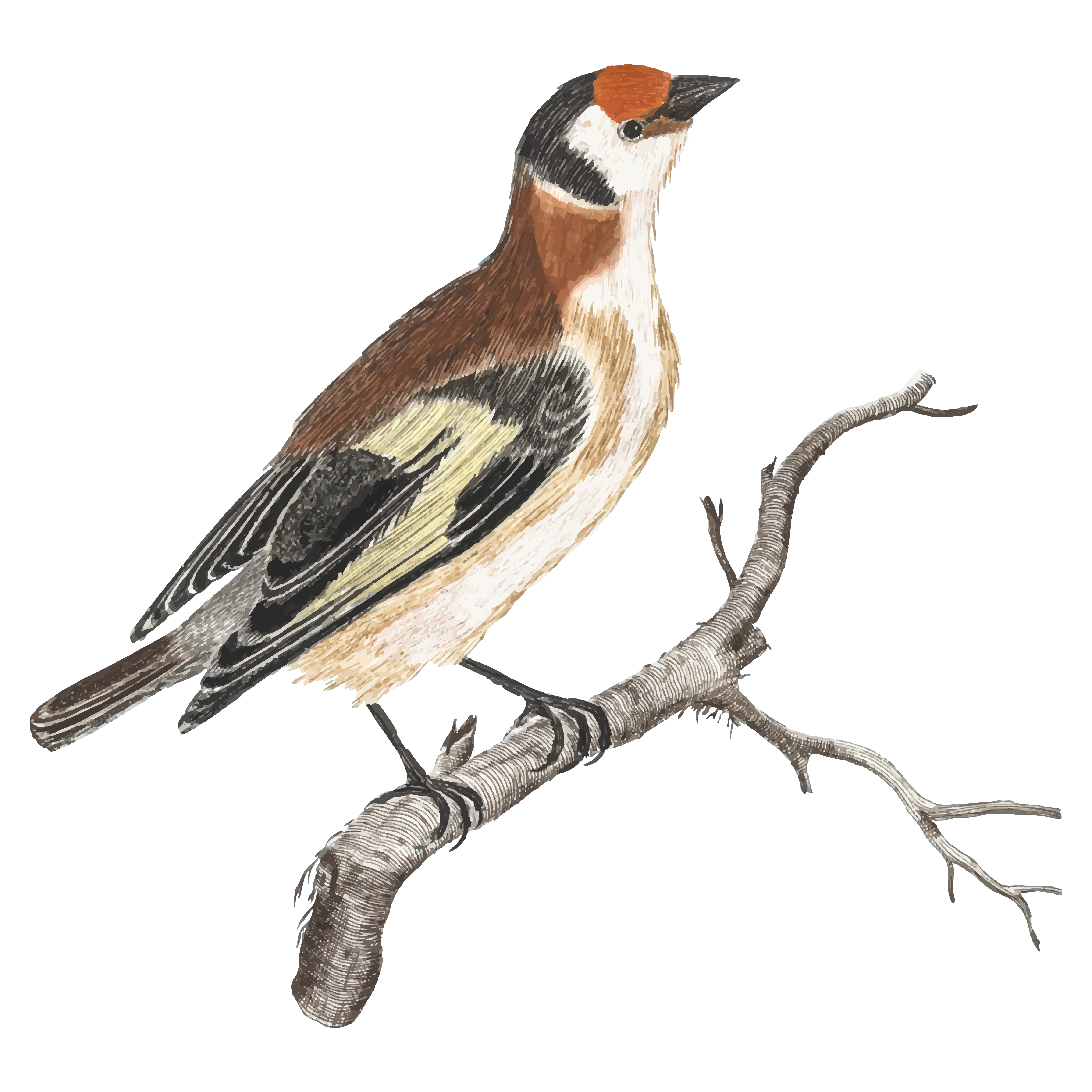 4675x4675 Vintage Illustration Of A Goldfinch