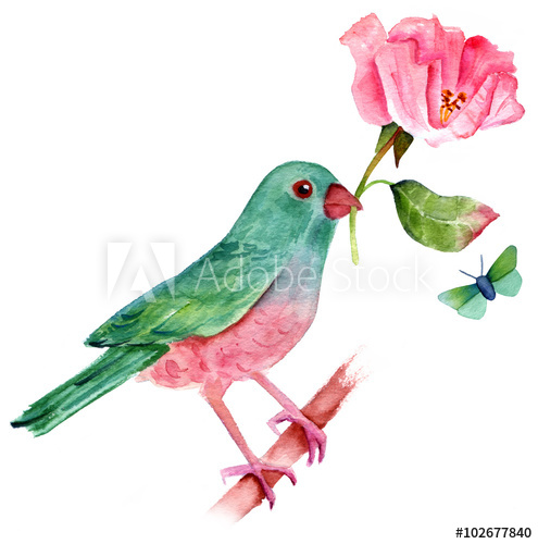 495x500 Vintage Style Drawing Of Watercolor Bird With Rose And Butterfly