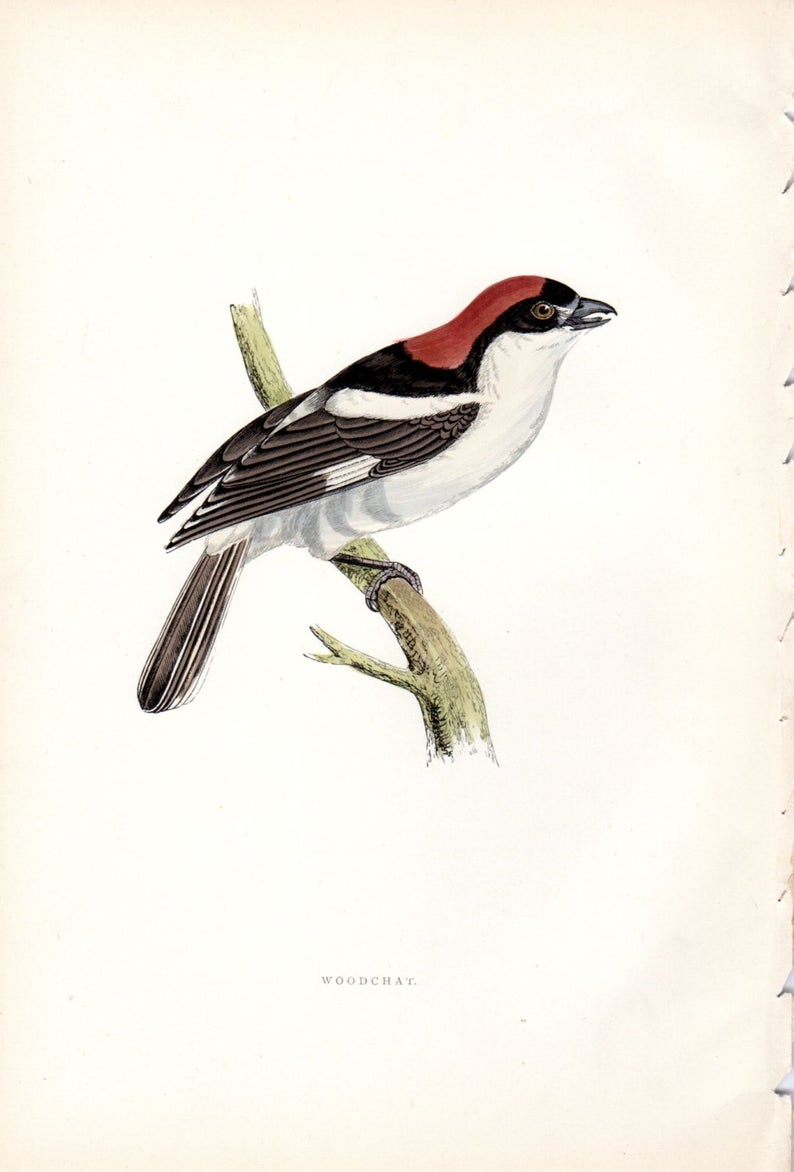 794x1172 Woodchat Print Antique Bird Print Morris Birds Vintage Etsy