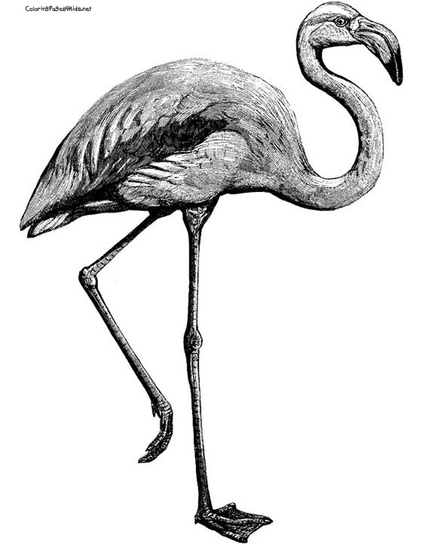 612x788 Flamingo Drawing Vintage For Free Download