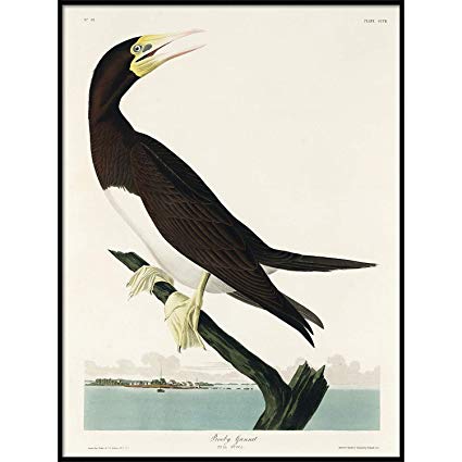 425x425 Booby Gannet Print, Antique Bird Painting, Vintage