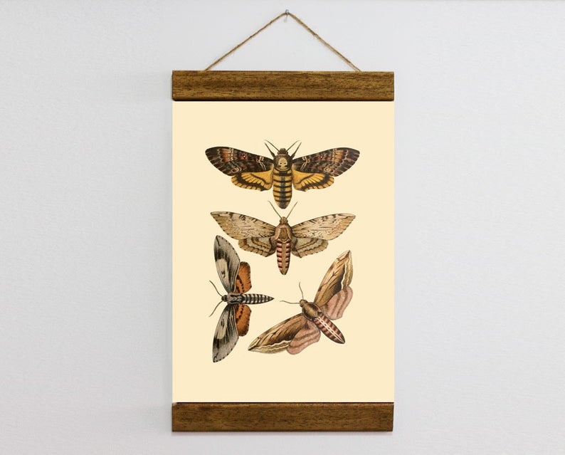 794x639 Colour Vintage Butterfly Drawing Wood Framed Canvas Print Etsy
