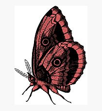 210x230 Ringlet Drawing Photographic Prints Redbubble