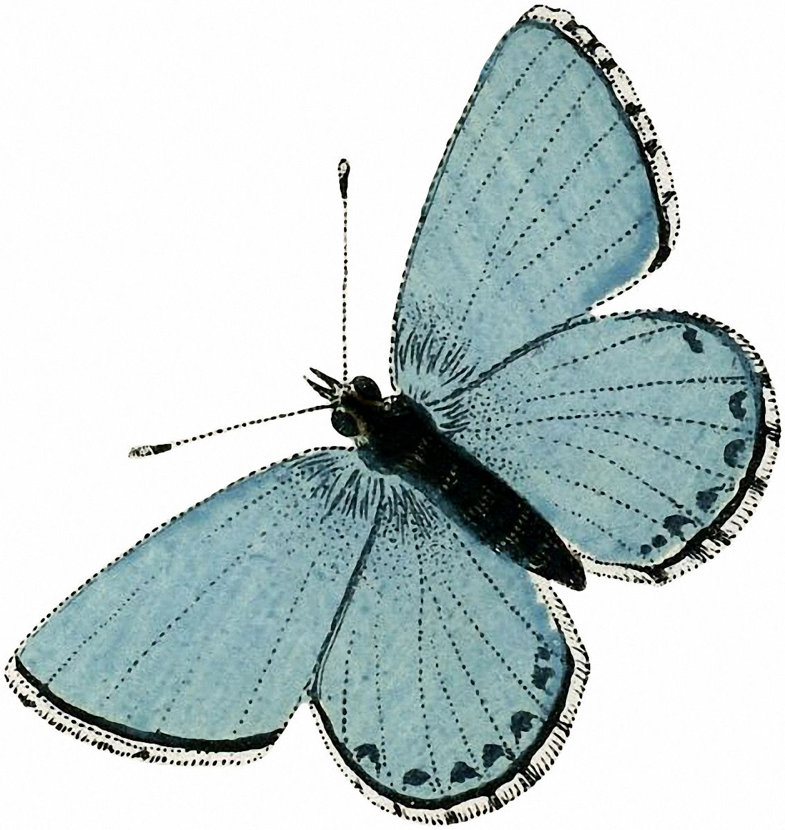 1136x1200 Vintage Aqua Blue Butterfly Image! Paper Crafts Butterfly