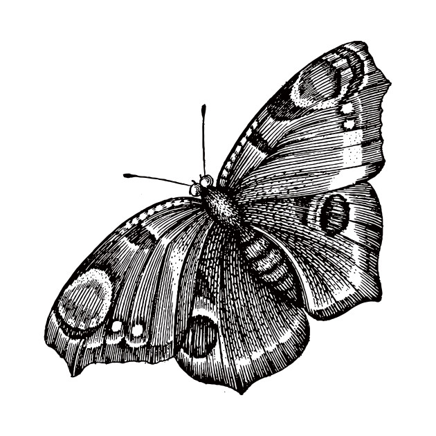 630x630 Vintage Butterfly Illustration