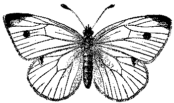 350x208 Free Digi Images For Card Making