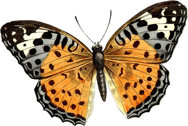 646x433 Vintage Butterfly