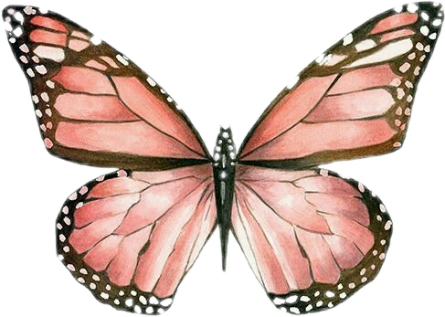 487x347 Vintagebutterflydrawingartillustrationplantpets Anima