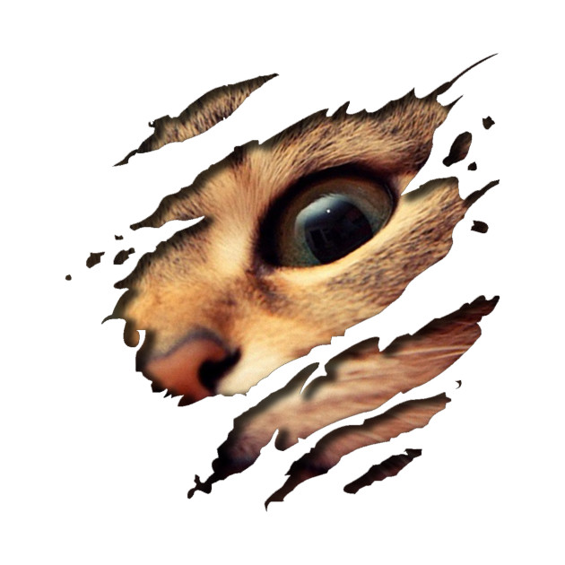 630x630 Cute Cat Peaking