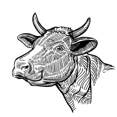 400x400 Cow Head, In A Graphic Style Vintage Illustration Isolated
