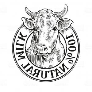 300x300 Photostock Vector Cow With A Pattern A Pet Cattle The Girl