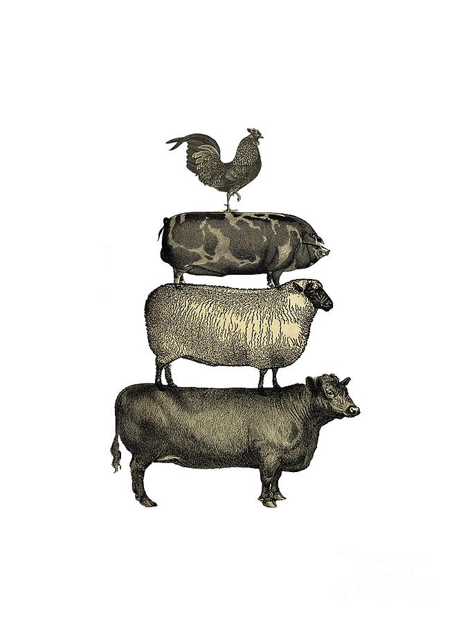 669x900 Vintage Farm Animals Tee Drawing