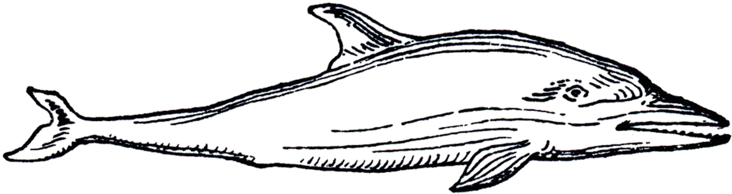 1500x398 Vintage Dolphin Images
