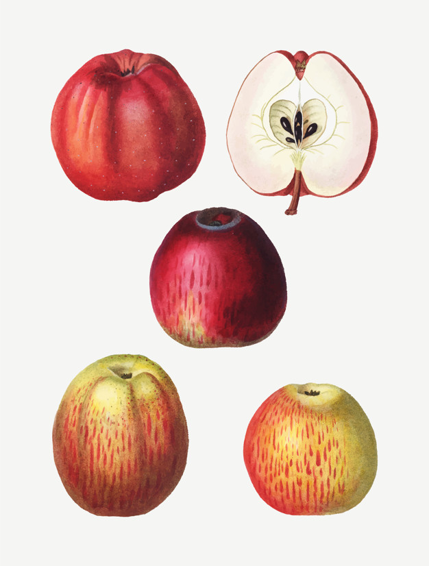 626x826 Vintage Apple Drawings Vector Free Download