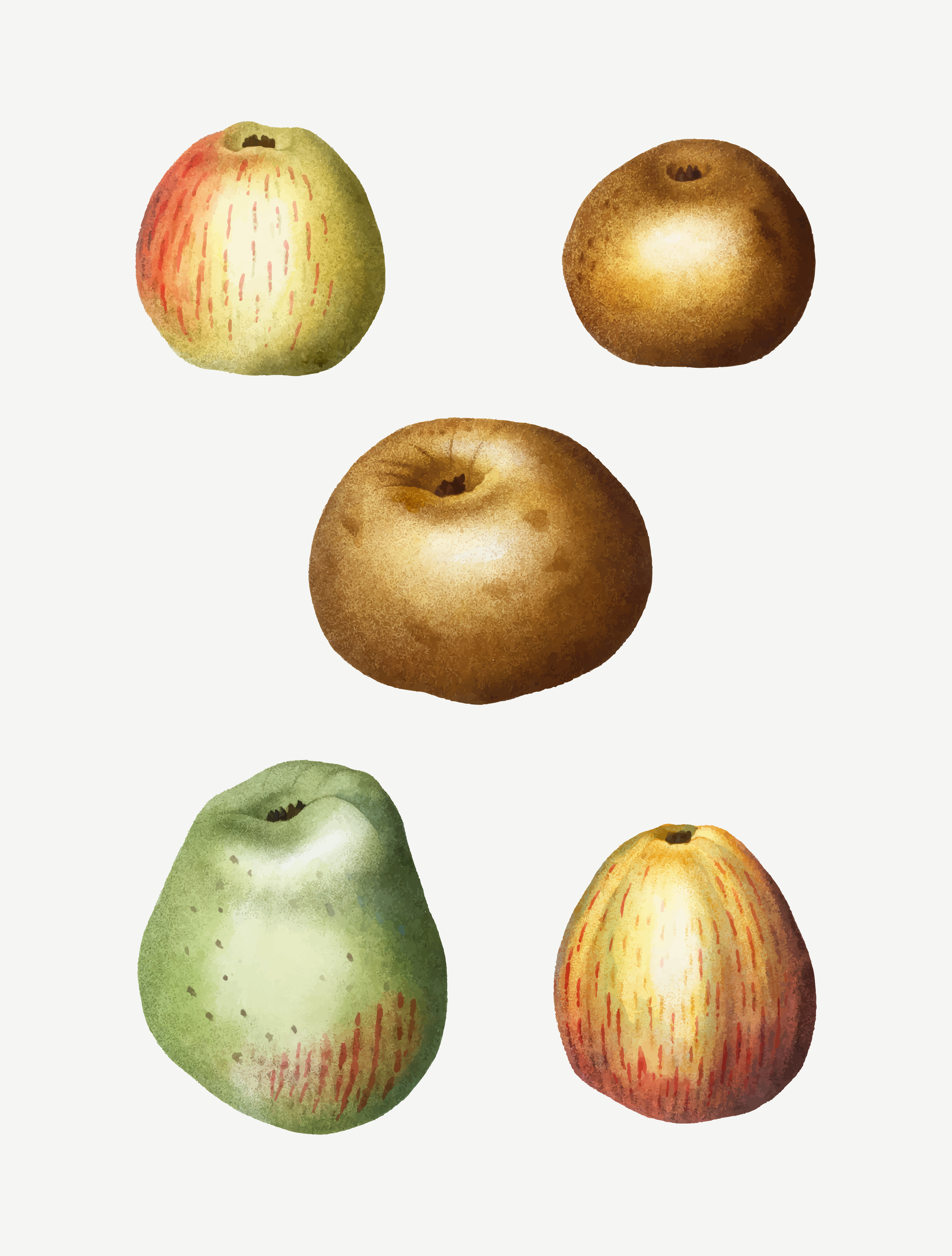 3543x4675 Vintage Apples Drawings