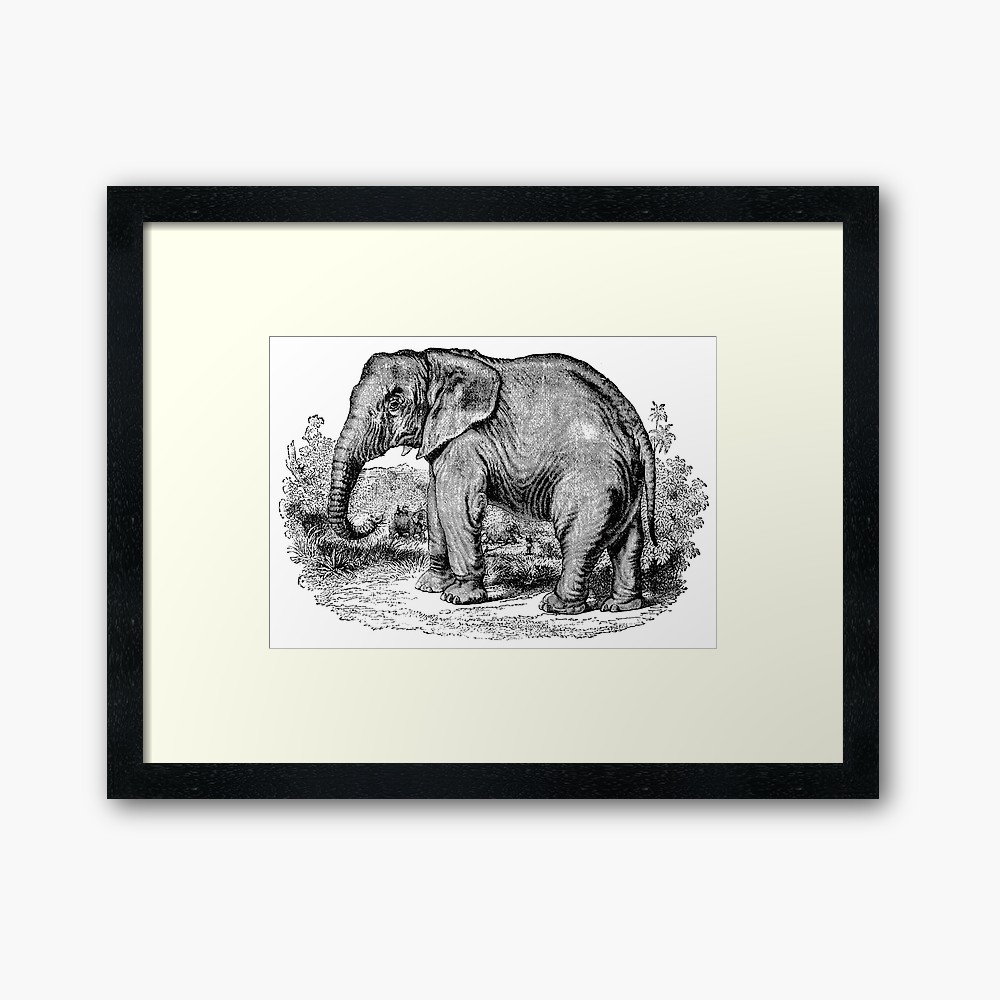 1000x1000 Vintage Elephants Illustration Retro Black And White