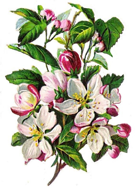 564x787 Fotografiiu Rice Paper In Flowers, Floral