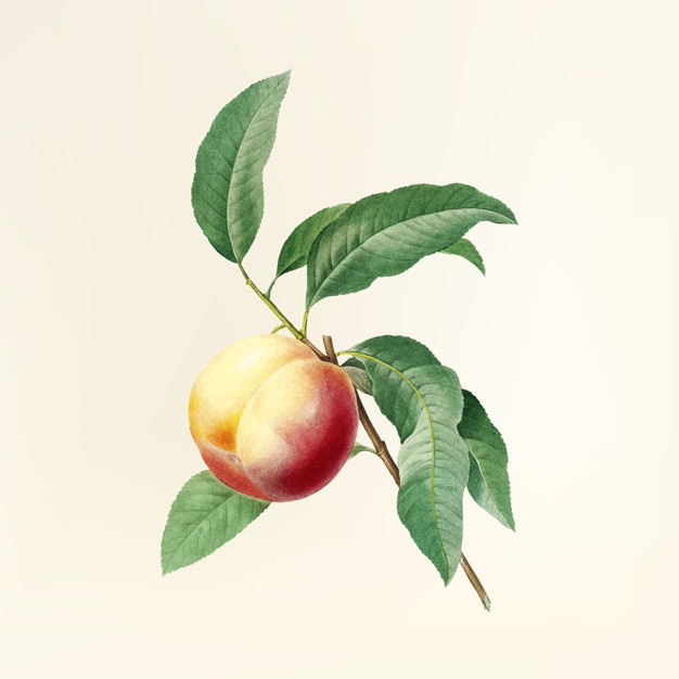 626x626 Free Download Vintage Flower Illustration